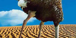 ostrich-burying-head