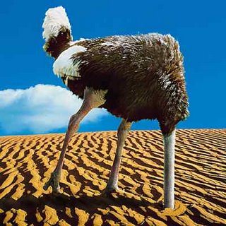 ostrich-burying-head