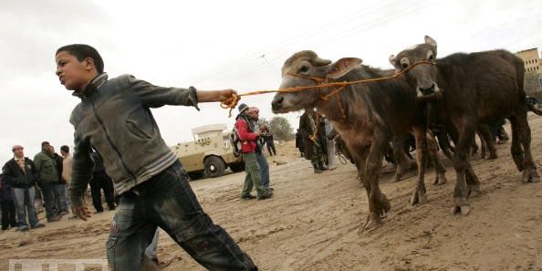 Gaza cows