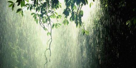 Rain_Forest_Tropic