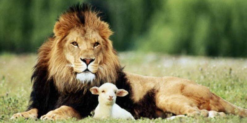 lion-and-the-lamb