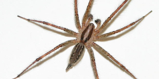 spider1168