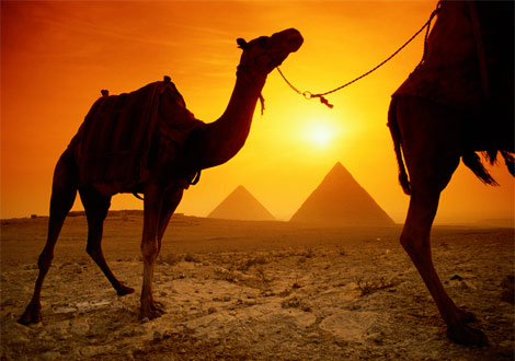 egypt_camel-sunset