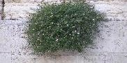 western wall plants