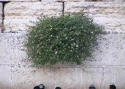 western wall plants