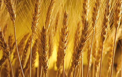 shavuot