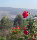 vered