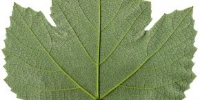 grape leaf