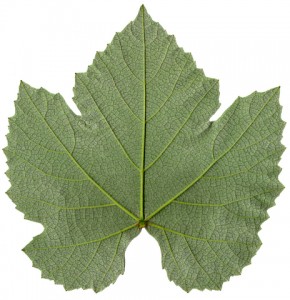 grape leaf