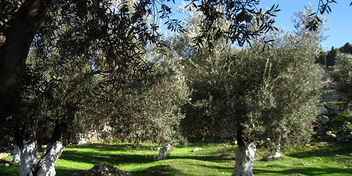 gethsemane olive trees
