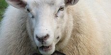 wolf sheep