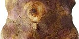 Jerusalem artichoke