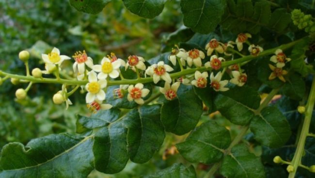 frankincense