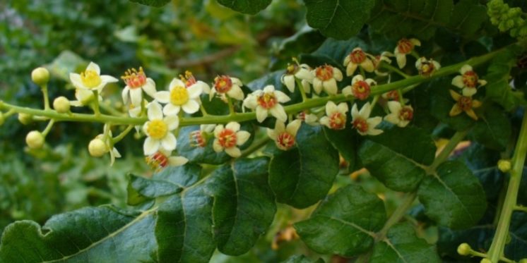 frankincense