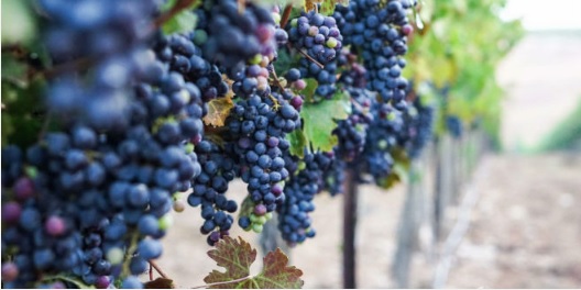 grapes