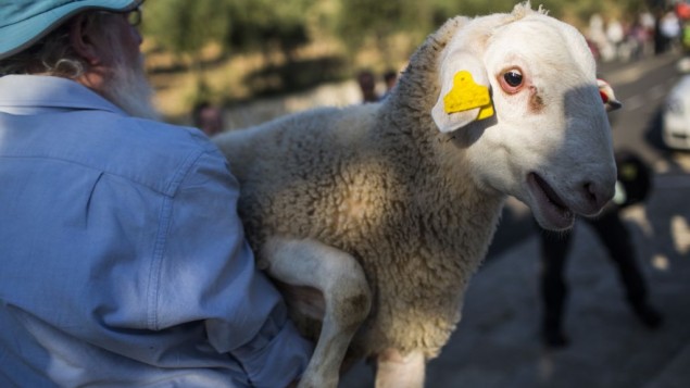 passover lamb