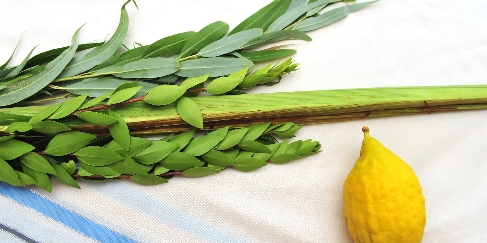 Four Species for Jewish Holiday Sukkoth
