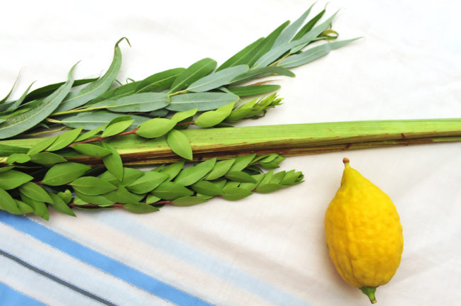 Four Species for Jewish Holiday Sukkoth